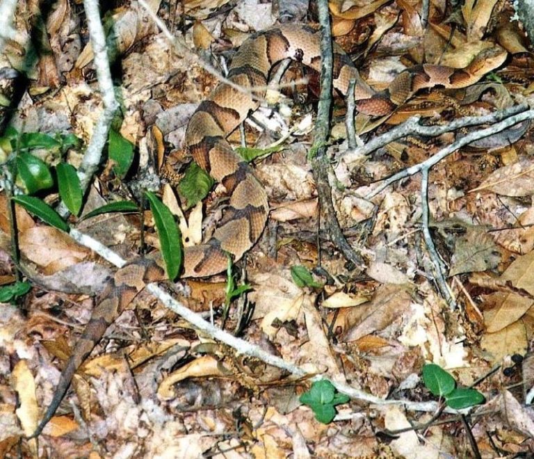 Copperheads don't cause coagulopathy • LITFL