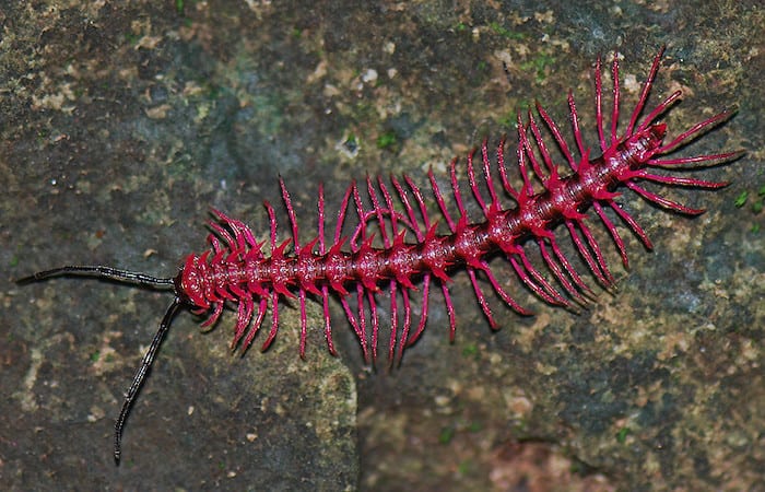 The shocking pink dragon millipede • LITFL • EBM Gone Wild