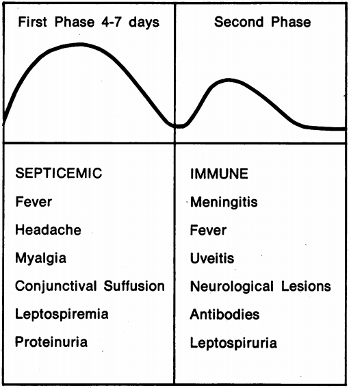 Weil Disease LITFL Medical Eponym Library Bend