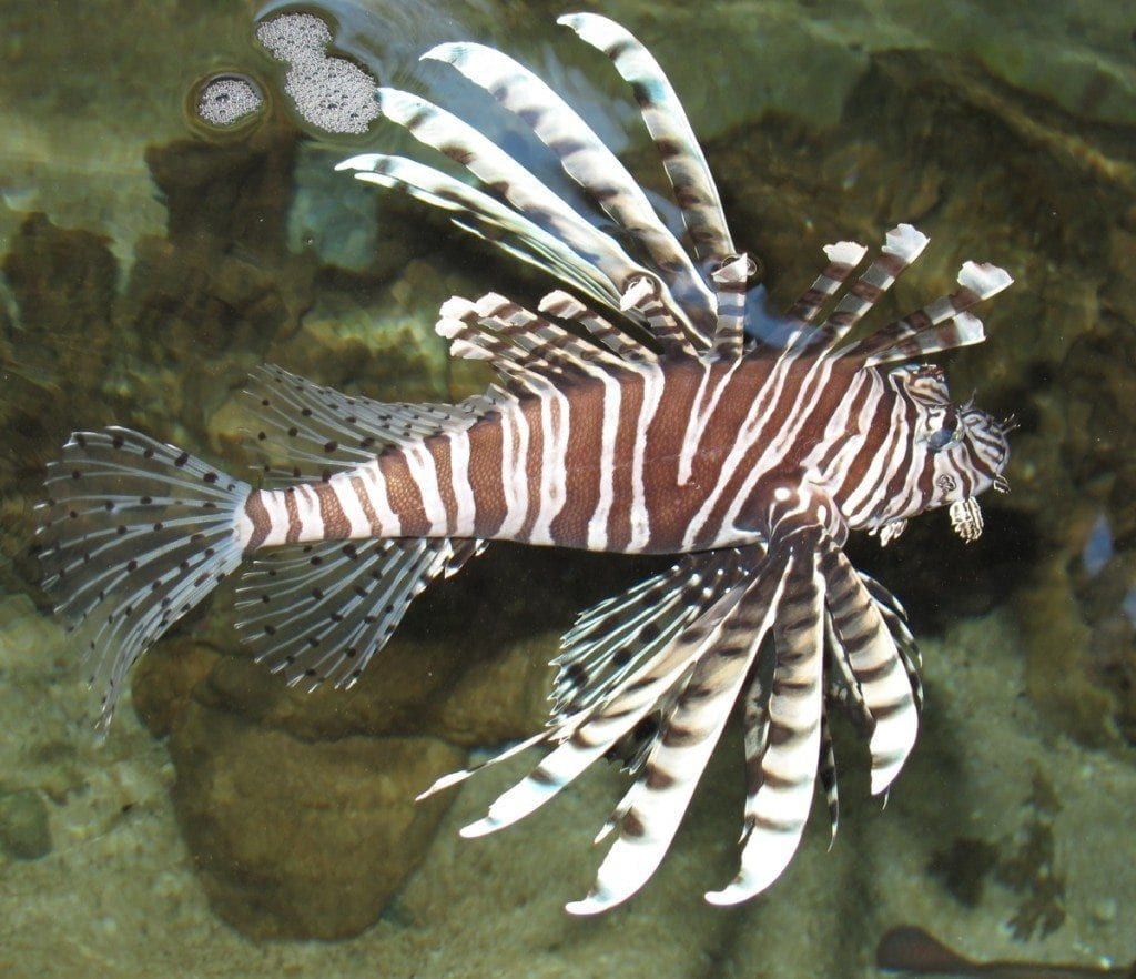 lionfish