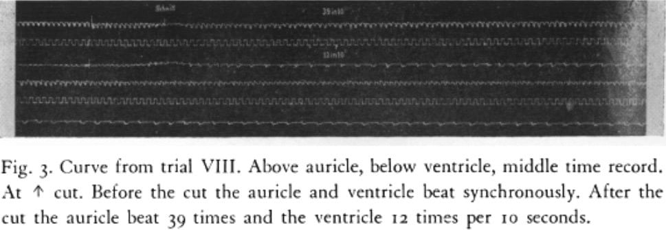 His Jr experiments with rabbit hearts in 1893