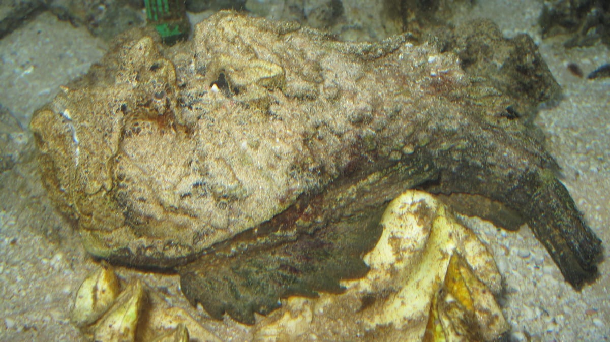 stonefish sting effects