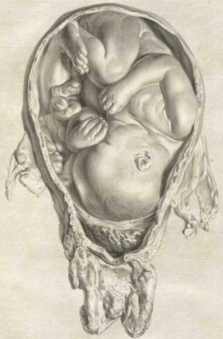 william_hunter_gravid_uterus-767x1024