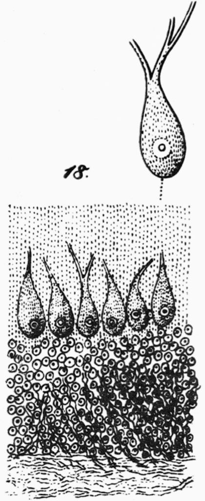 Purkyně’s 1837 drawing of Purkinje cells