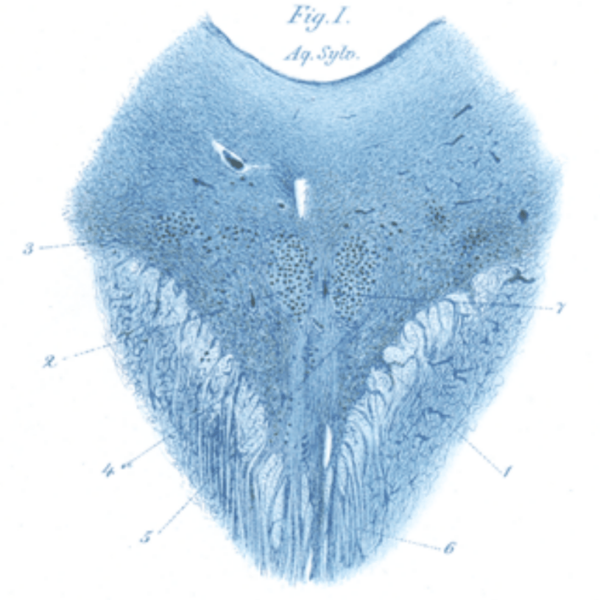 Carl Westphal • LITFL Medical Blog • Medical Eponym Library