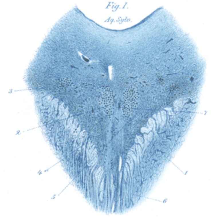 Carl Westphal • LITFL Medical Blog • Medical Eponym Library