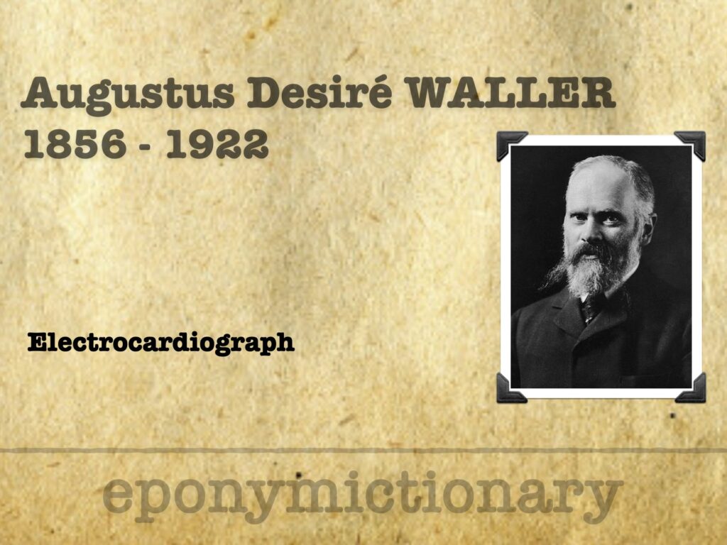Augustus Desiré Waller (1856-1922) 680