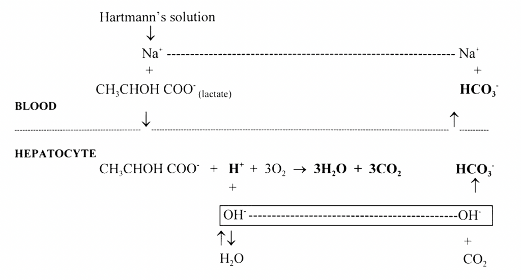 Oxidation. Metabolism of lactate 1997 Fig 3