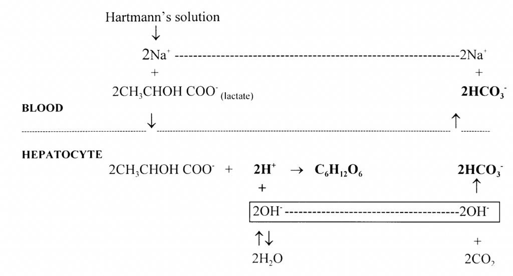 Metabolism of lactate 1997 Fig 2