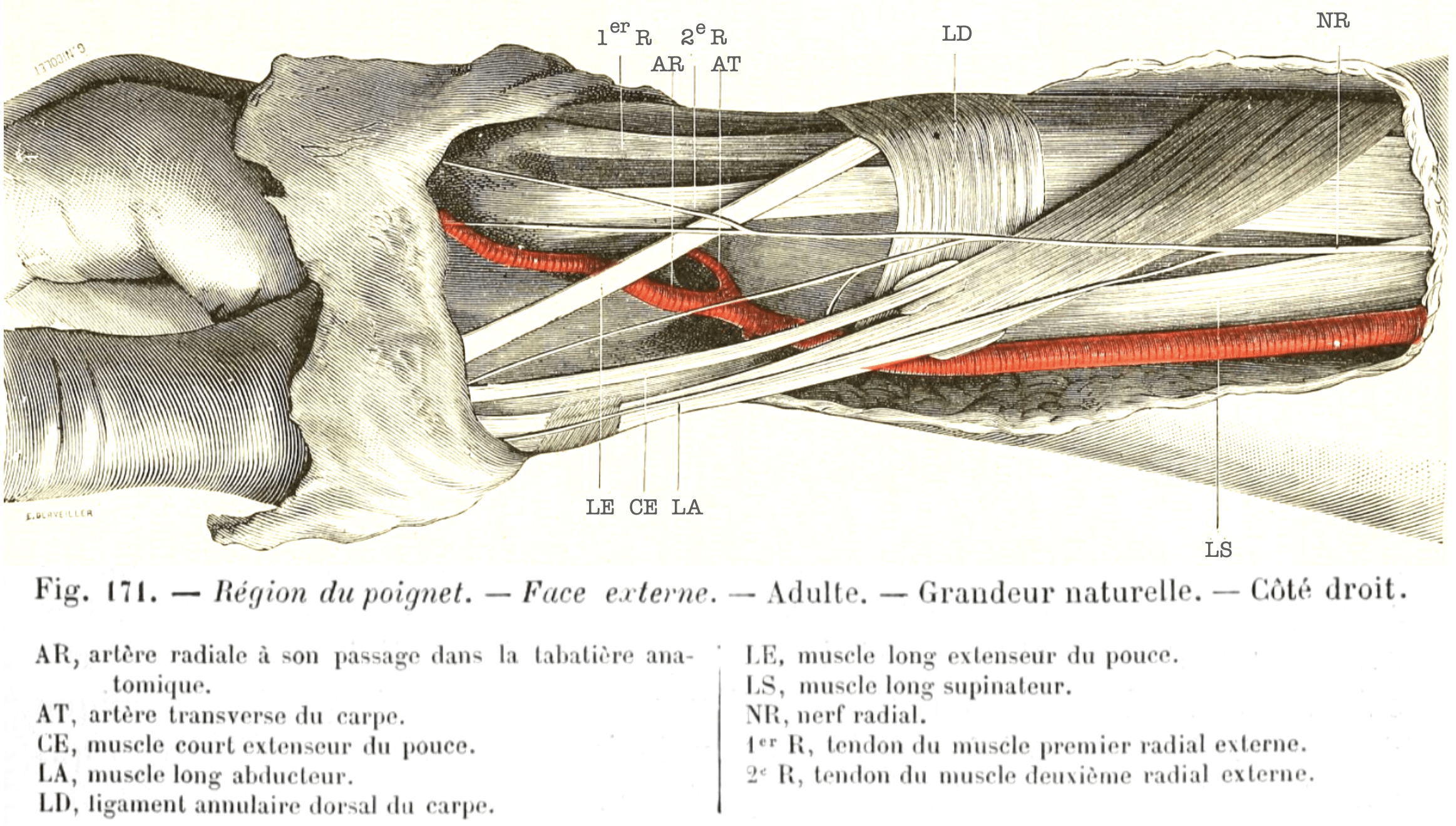 Tillaux ténosite crépitante ou d’aï 1877