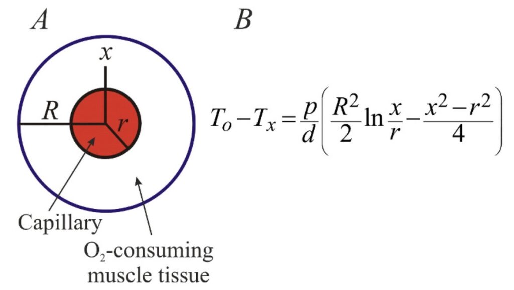 Krogh-Erlang equation