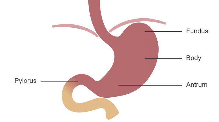 esophagus and stomach