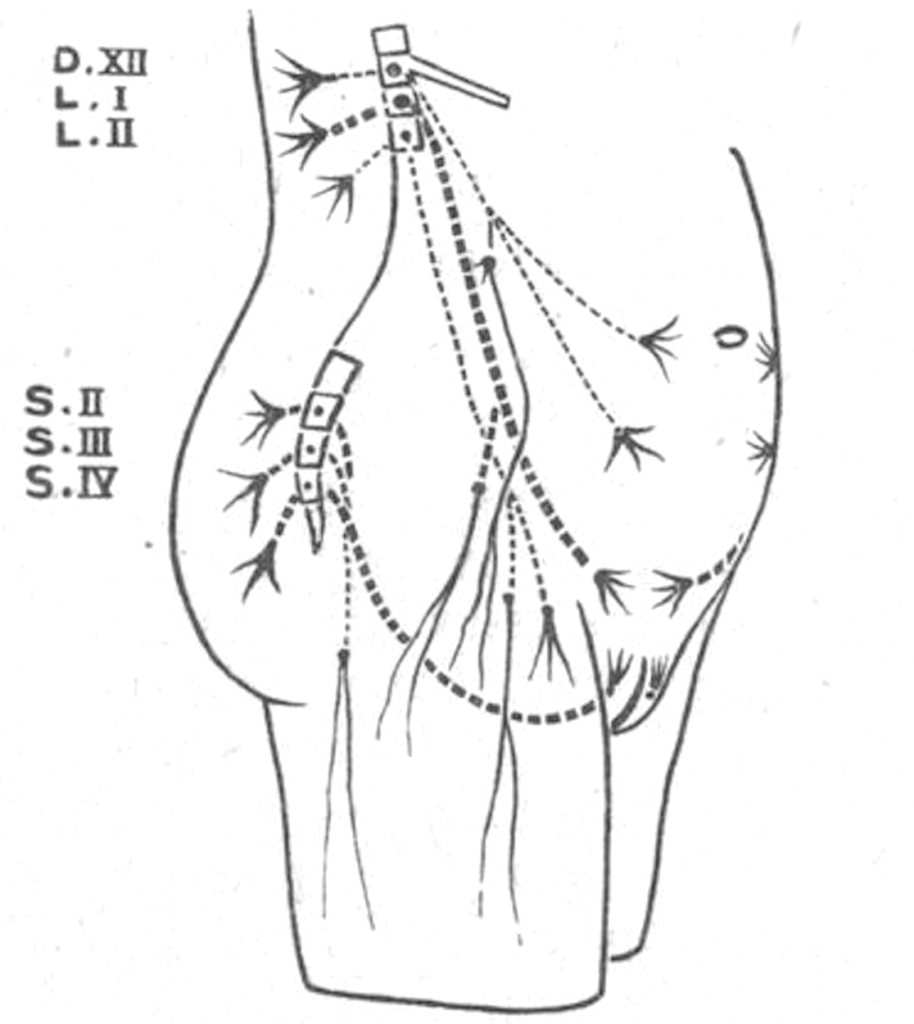 Aburel’s Afferent Uterine Innervation Model (1930)