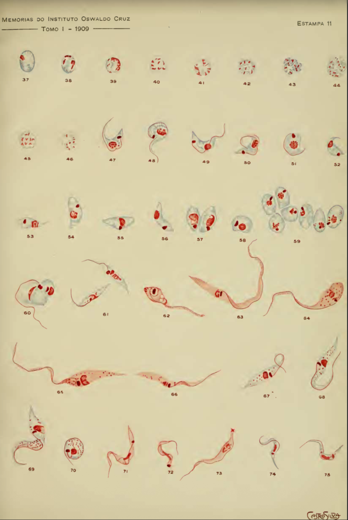 11 developmental forms and division 1909