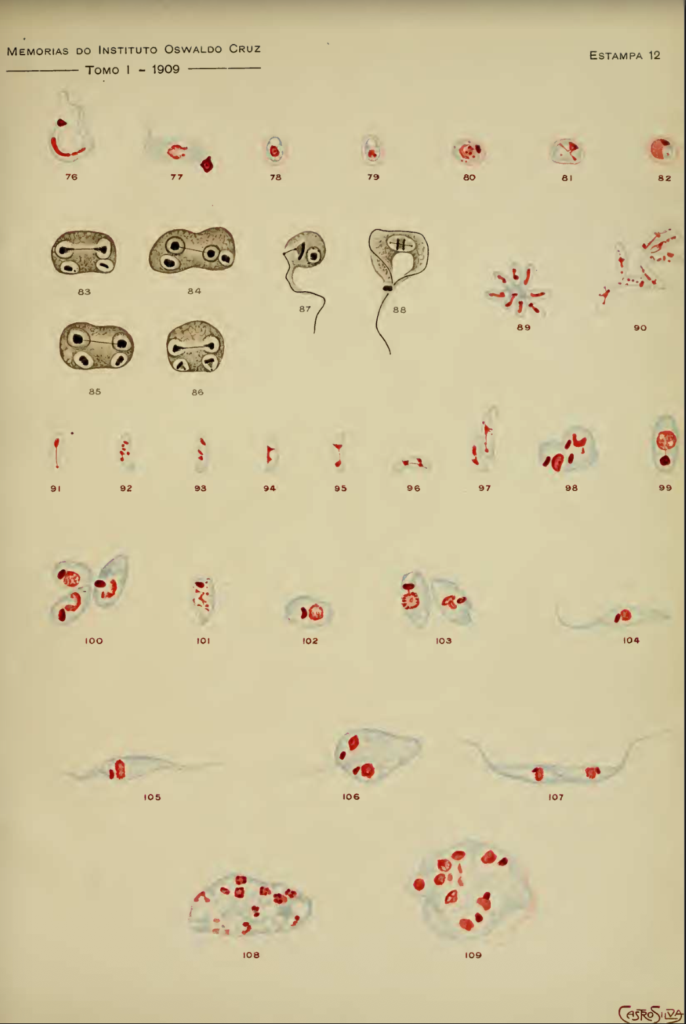 12. Chagas disease 1909