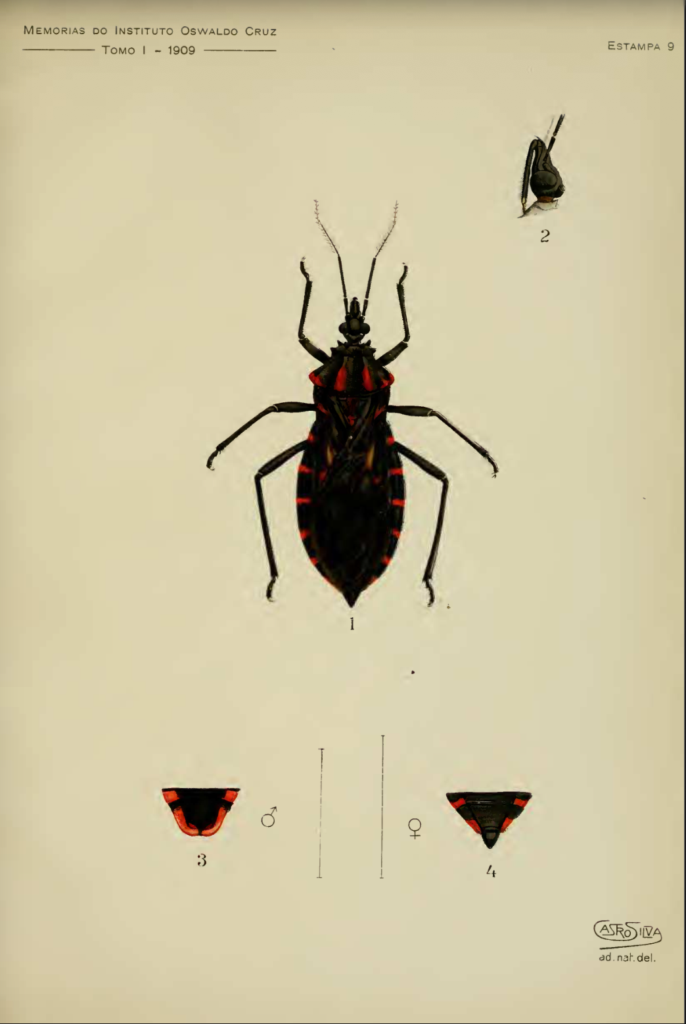 9 Illustration of a triatomine kissing bug 1909
