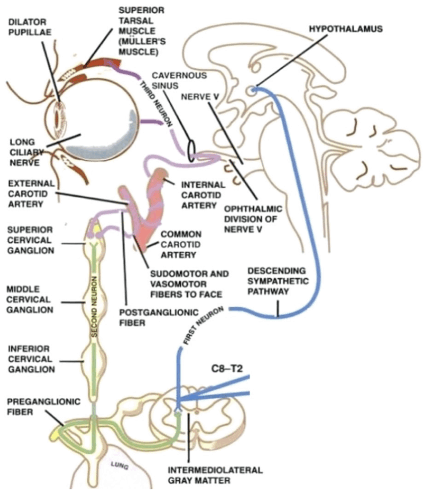 Anatomy of the sympathetic innervation of the eye