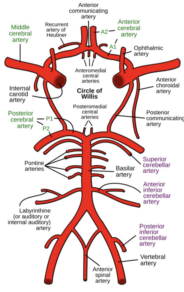 Arterial vasculature of the brainstem