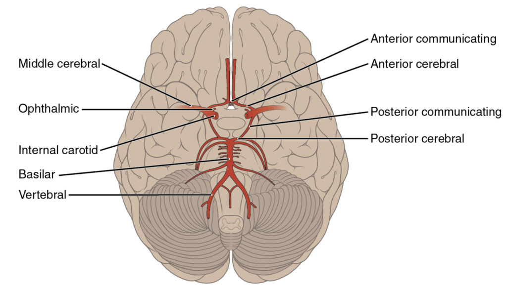 Cerebral Circulation. Simplified Arterial Supply