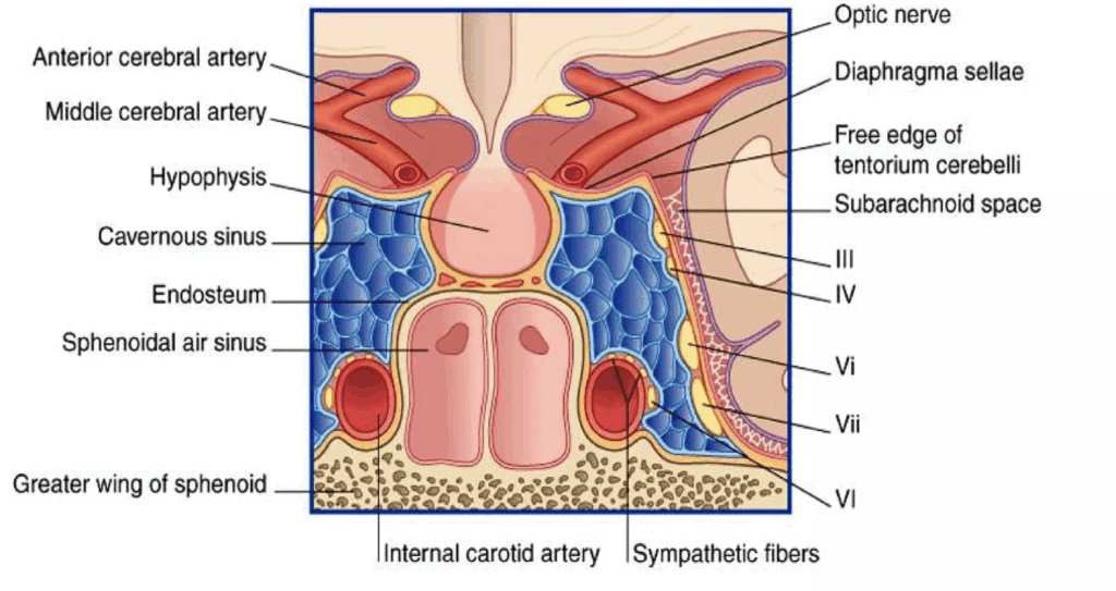 Coronal section of the cavernous sinus