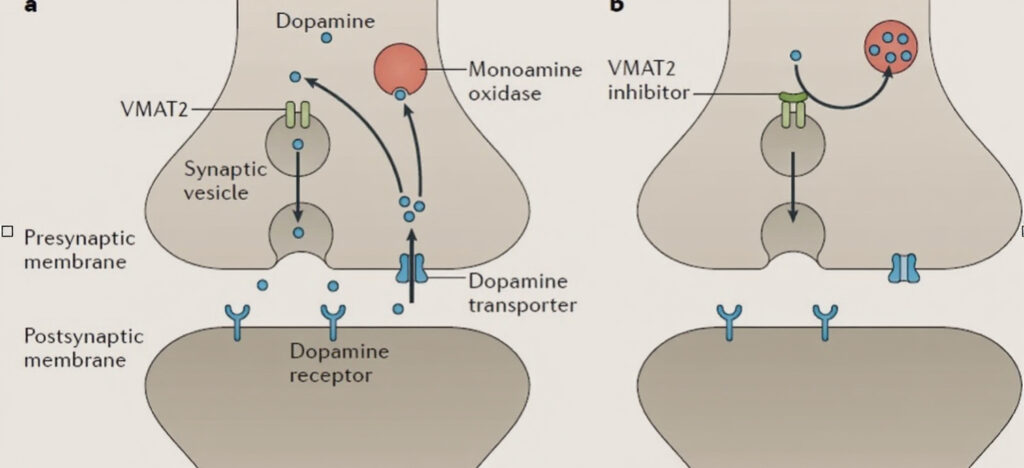Mechanism of action of the VMAT2 inhibitors
