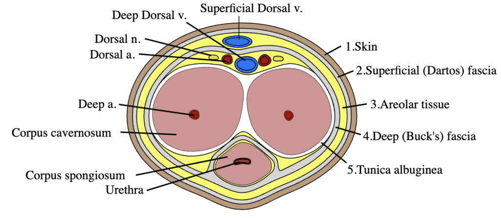 Penis cross section