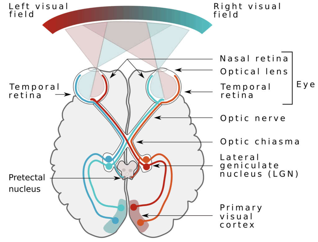 Simplified visual pathway
