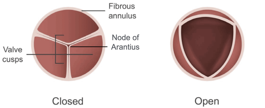 Aortic valve node of Arantius