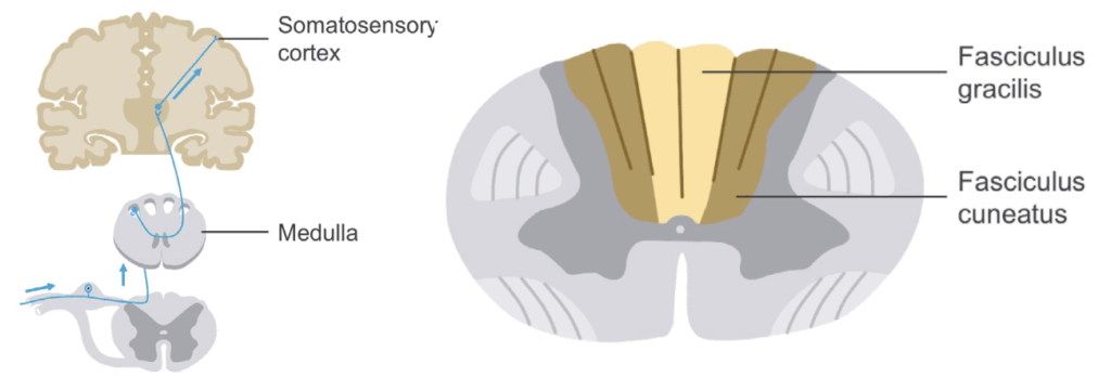 Posterior column Ascending white matter tracts