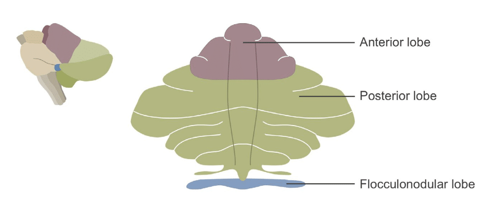 Cerebellum lobes
