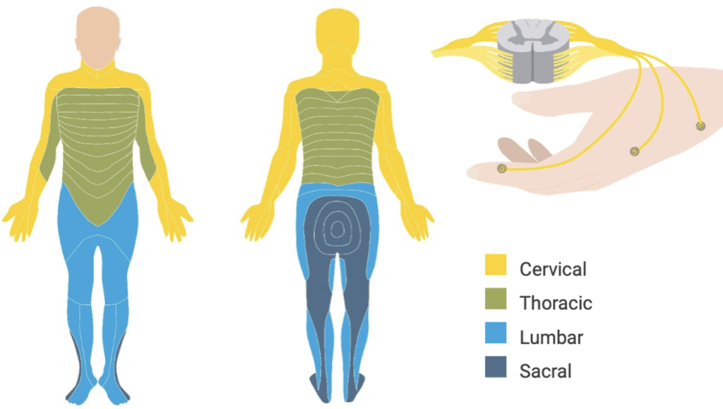 Dermatomes