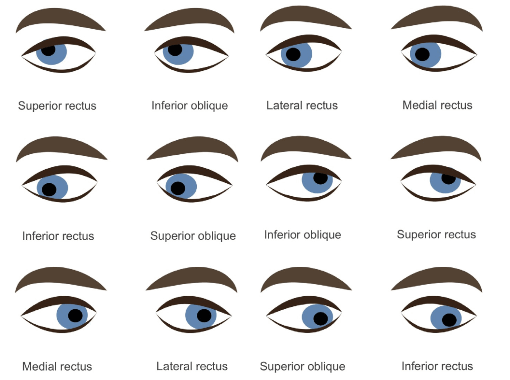 Muscular contributions to eye movements