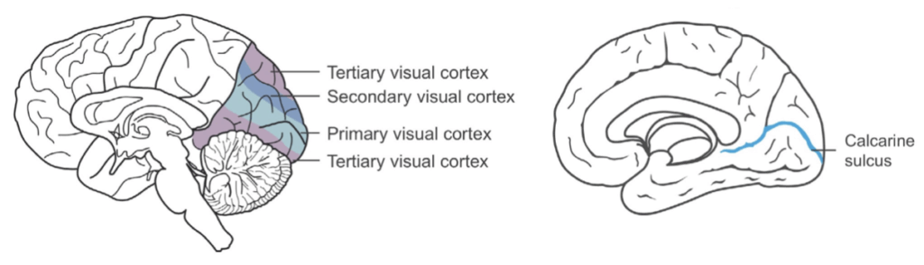 Occipital lobe
