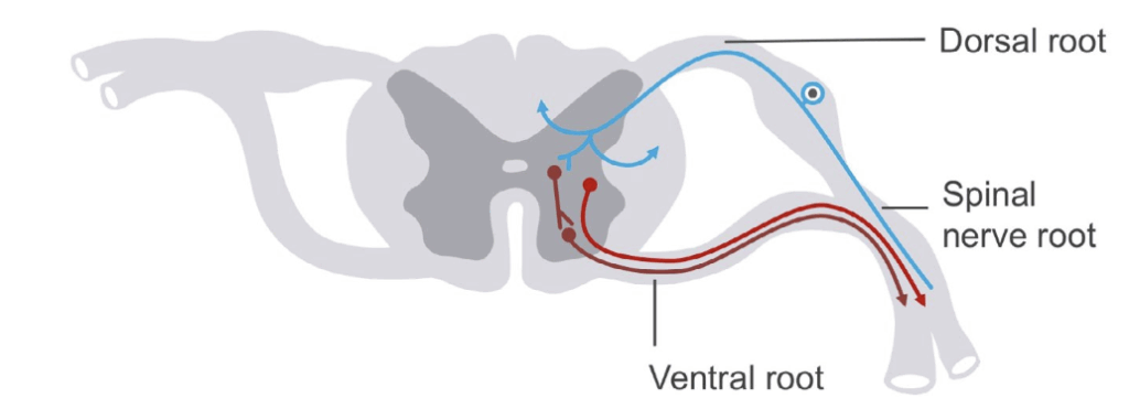 Spinal cord anatomy