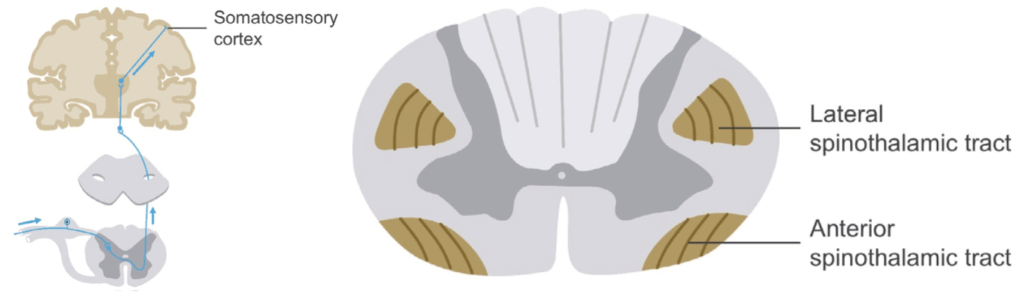 Spinothalamic tract