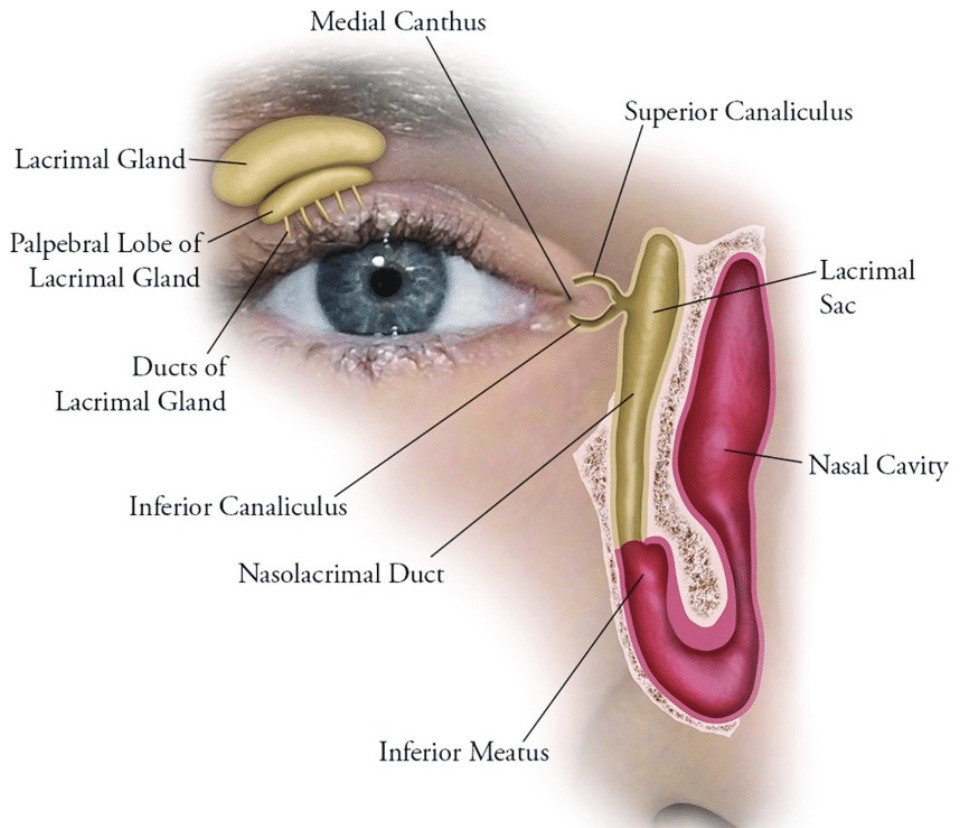 The Lacrimal Apparatus