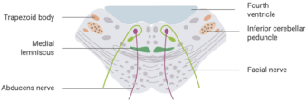 Define Pons Neuro 101: Brainstem • LITFL • Neurology library
