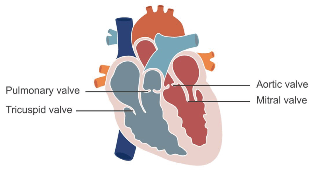 cardiac valves anatomy