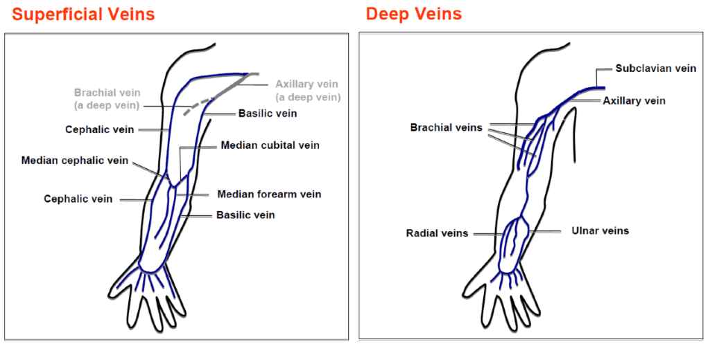 The superficial and deep veins of the Upper limb.