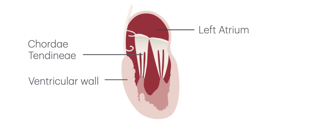 mitral valve anatomy