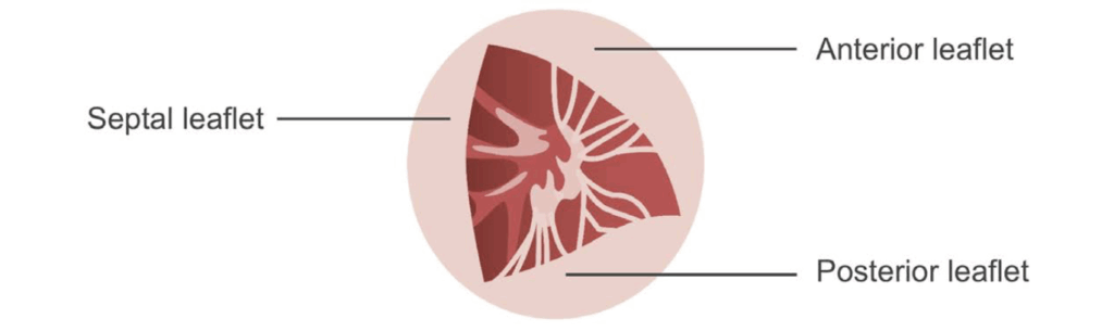 tricuspid valve anatomy