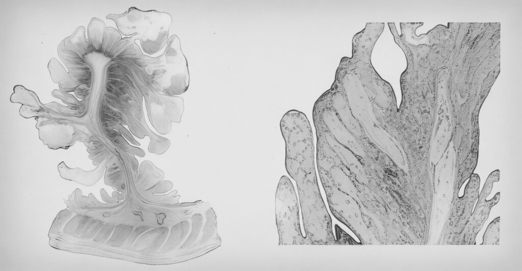 1895 Fig Allchin Hebb