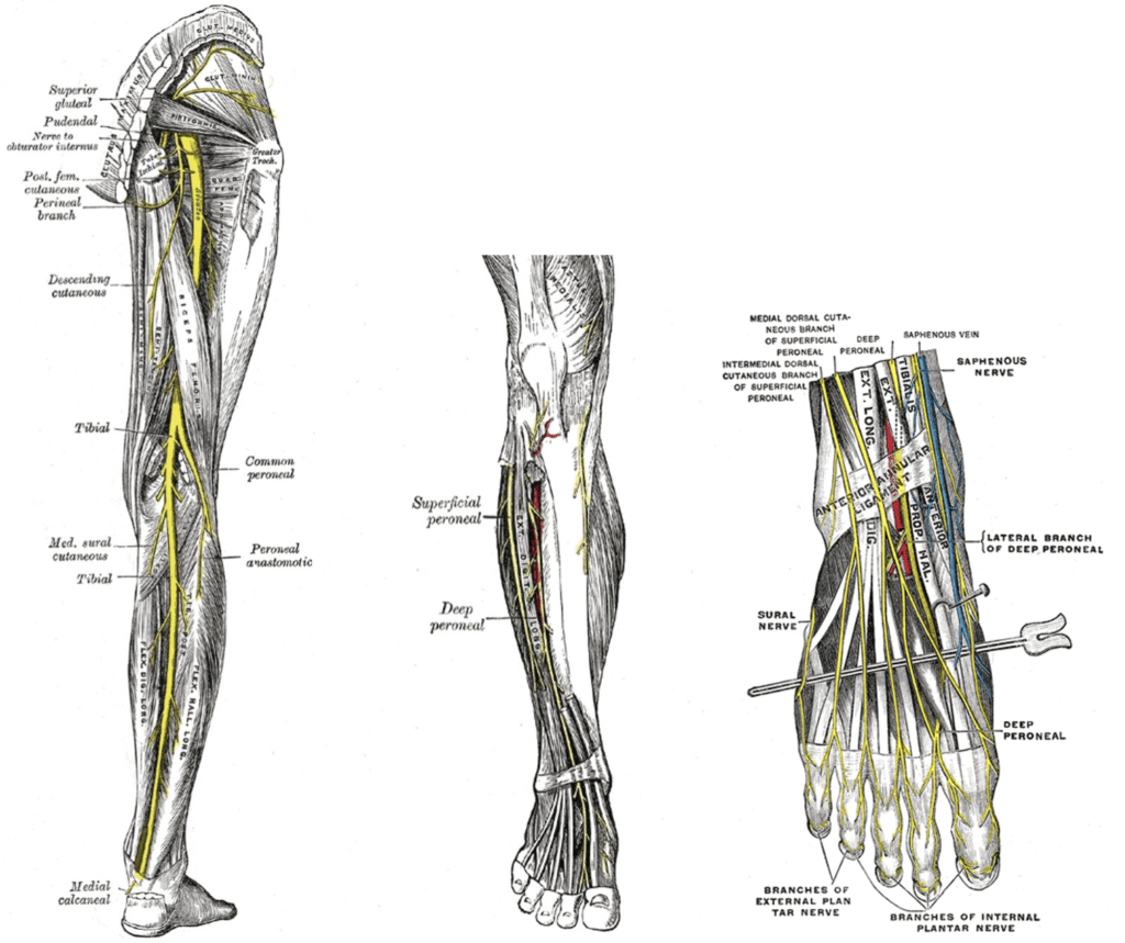 Common Peroneal Nerve Anatomy