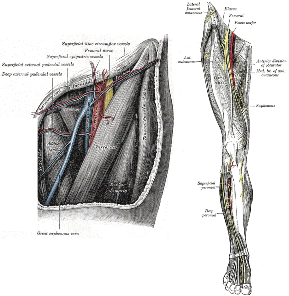Femoral Nerve Anatomy