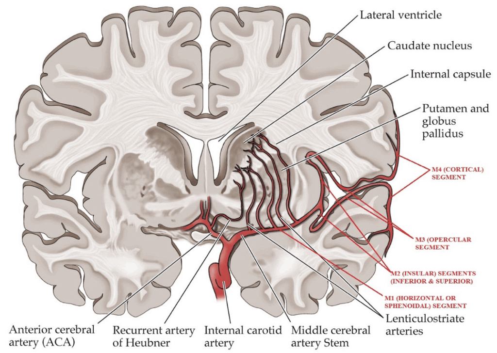 Radiological Anatomy of the Middle Cerebral Artery