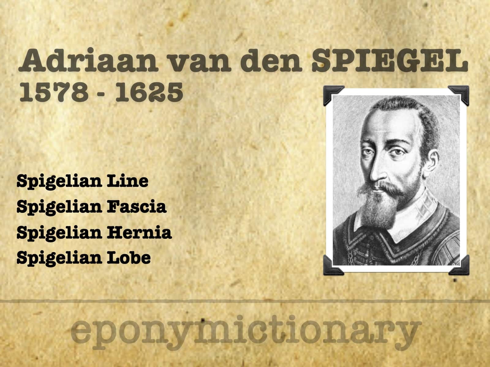 Spigelian Line Archives • LITFL