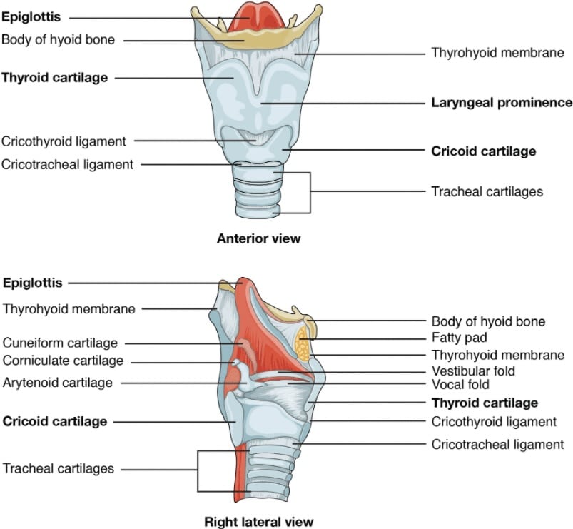 Anatomy of the larynx