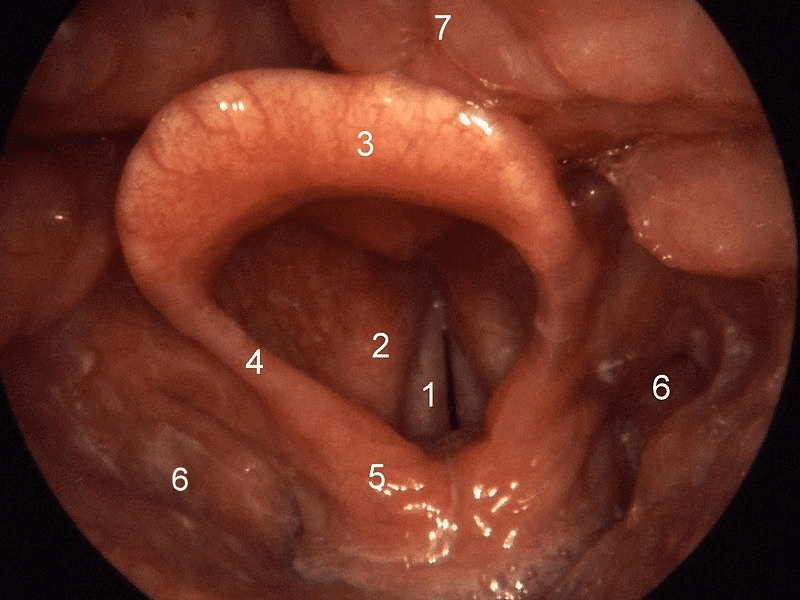 The normal larynx