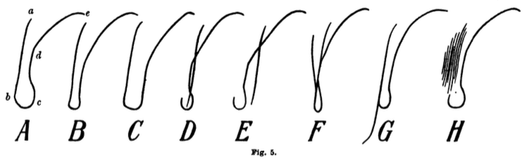 1905 Kohler line fig 5A