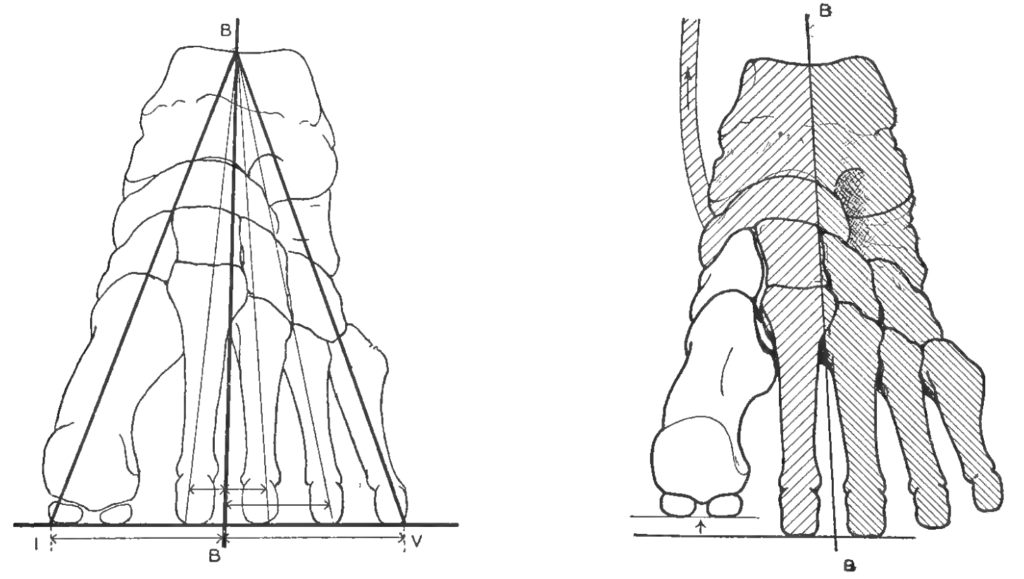 Morton 1935 fig 87 and 88 2